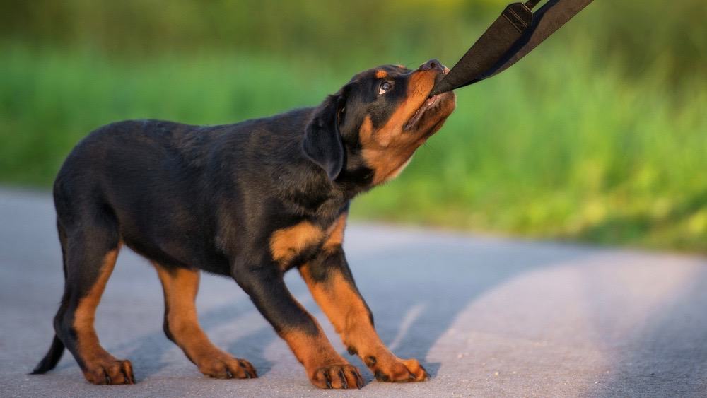 what is the ideal weight for a female rottweiler