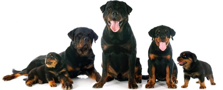 Weight Chart For Rottweilers