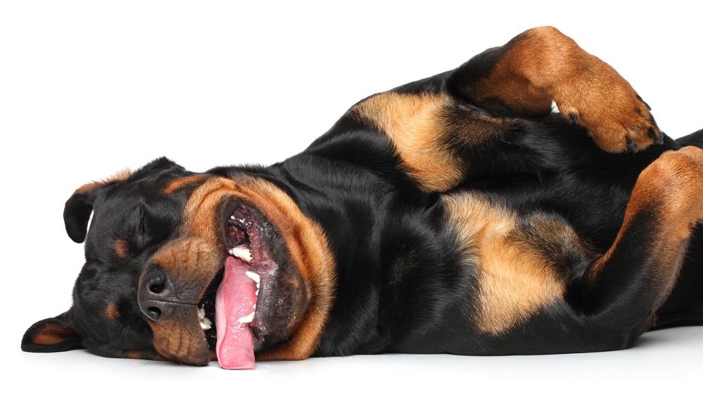 how much does a female rottweiler weight