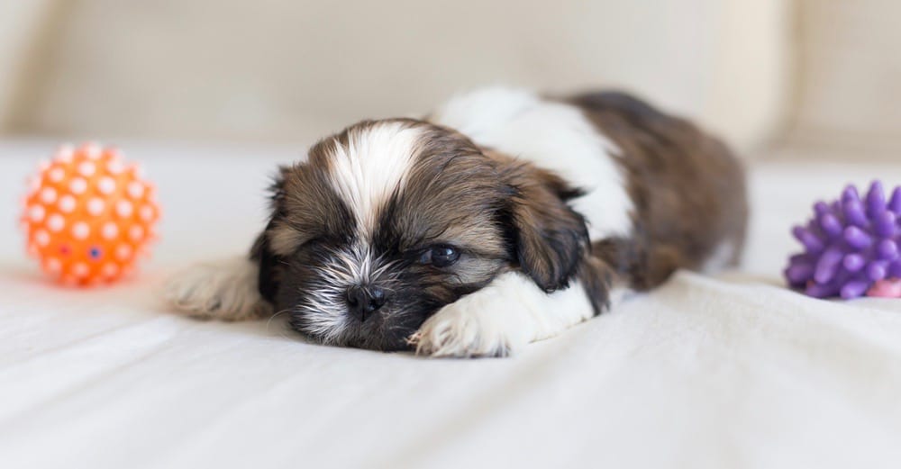 Shih Tzu Development