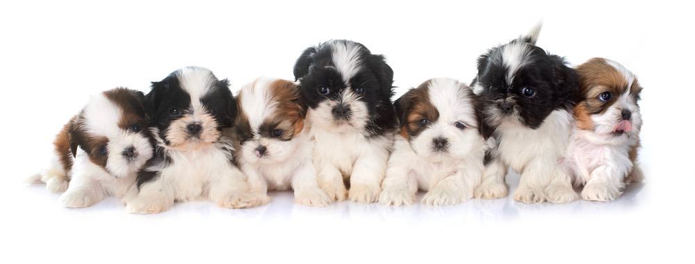 how many litters can a shih tzu have