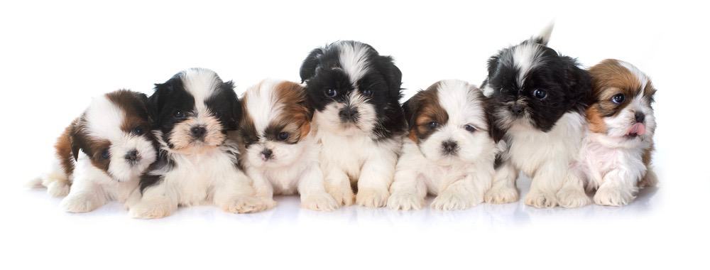 Shih Tzu Weight Chart Shih Tzu Growth Size Chart Shih Tzu Weight Chart Shih Tzu Growth Size Chart