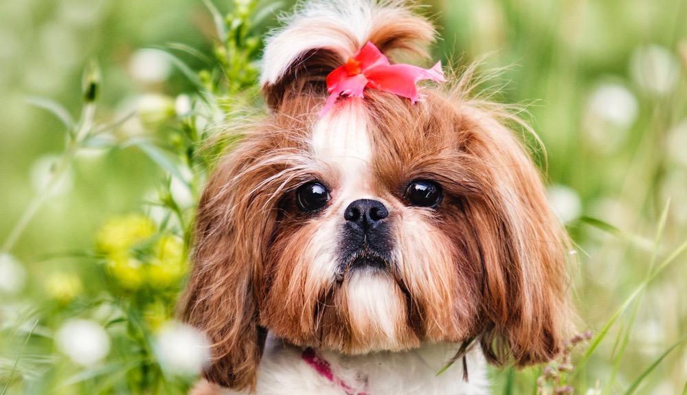 how much do shih tzus weigh full grown