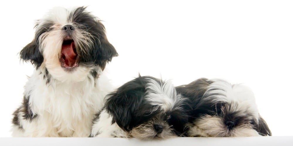 Shih Tzu Health