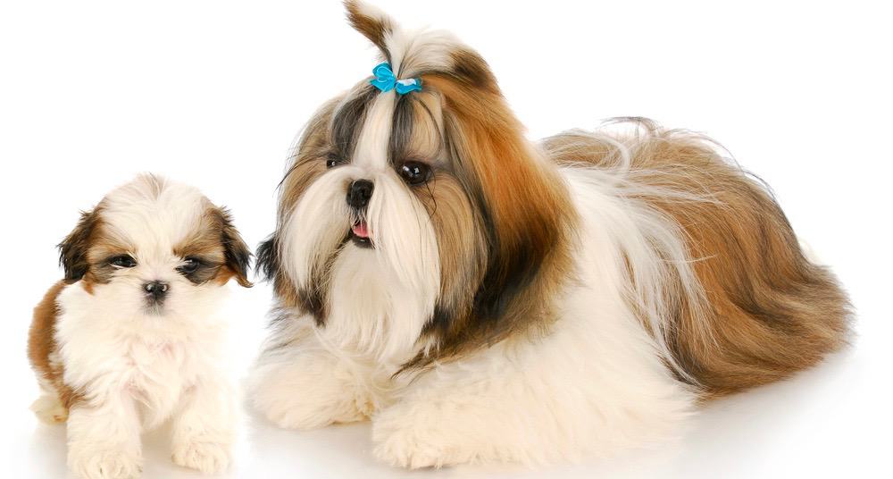 how can you tell if a shih tzu is pregnant