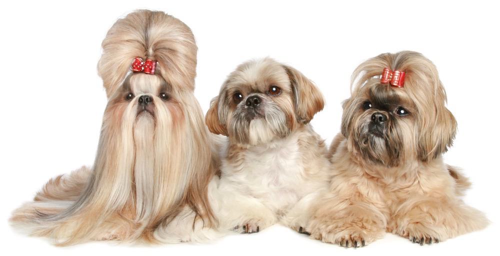 at what age is a shih tzu full grown