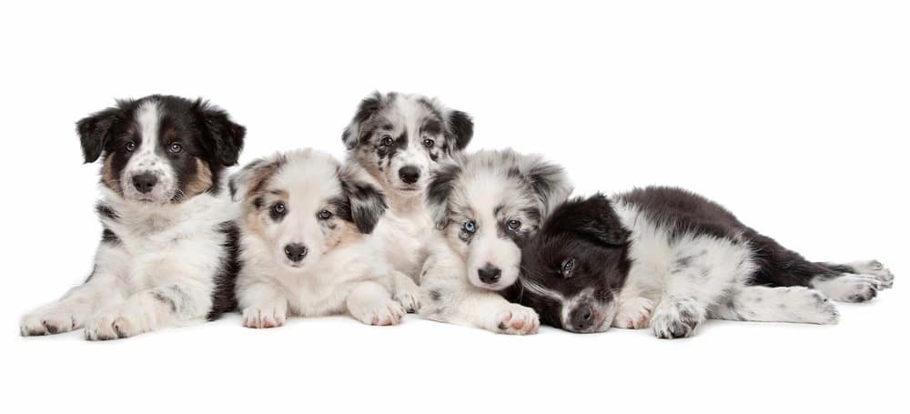 Quand Les Border Collies Cessent de croître