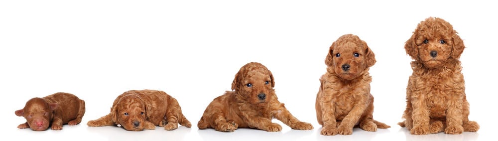 how much should a toy poodle weigh at 6 weeks