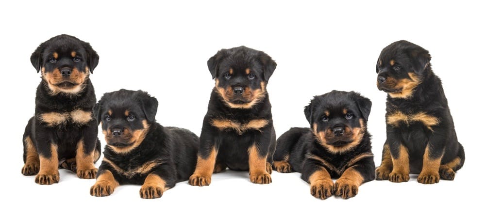 what is the ideal weight for a female rottweiler