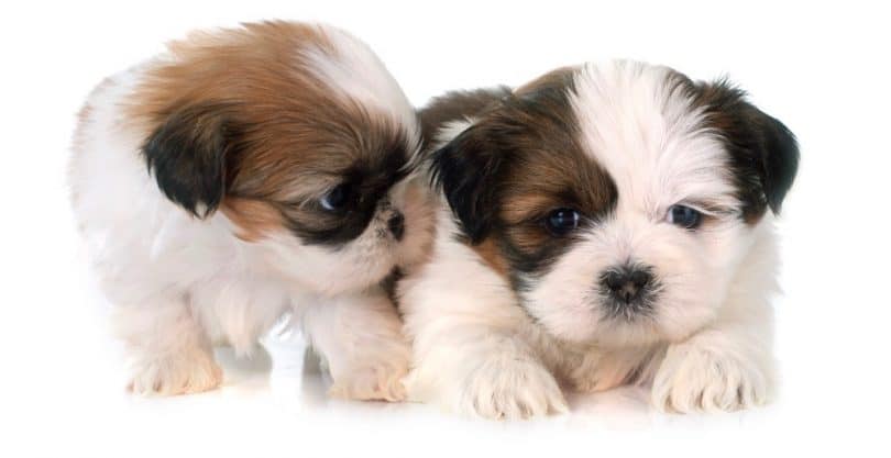 Shih Tzu Weight Chart | Shih Tzu Growth & Size Chart