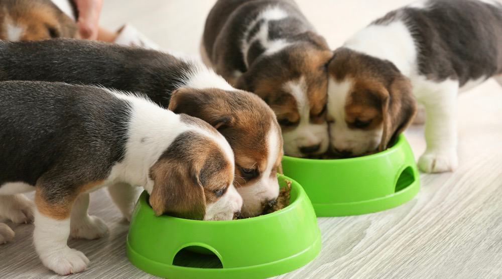 Beagle Puppies Feeding