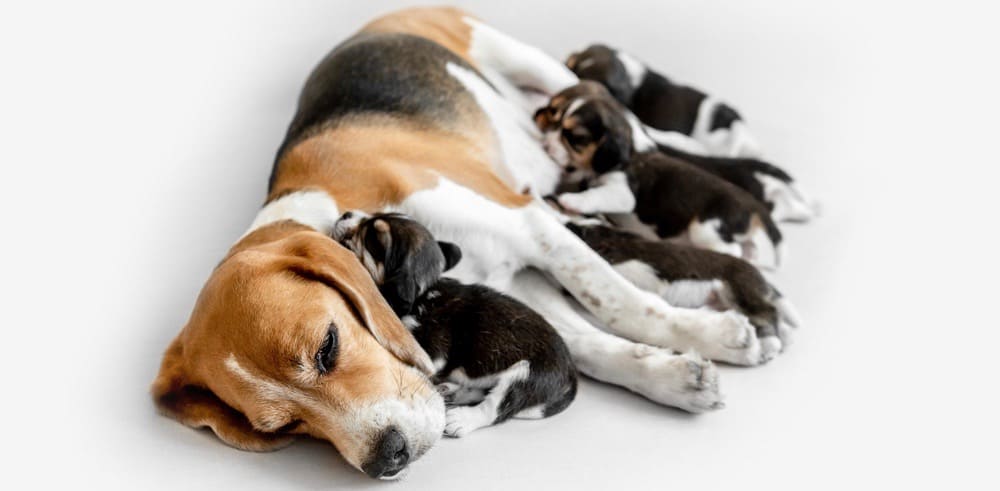 Beagle Puppies Feeding Chart