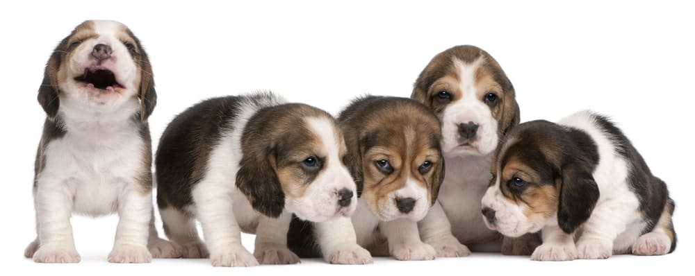 How Much To Feed A Beagle Puppy | Beagle Feeding Chart - Dog Food Smart