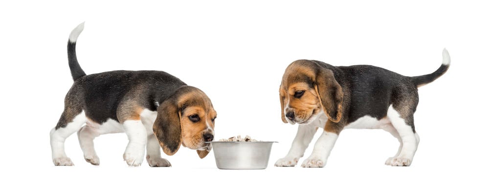 Beagle Puppy Feeding Habits