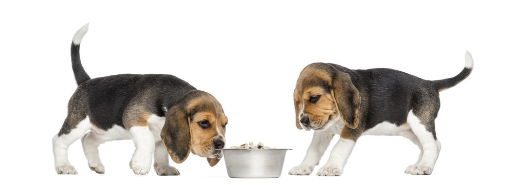 Beagle Puppy Feeding Habits