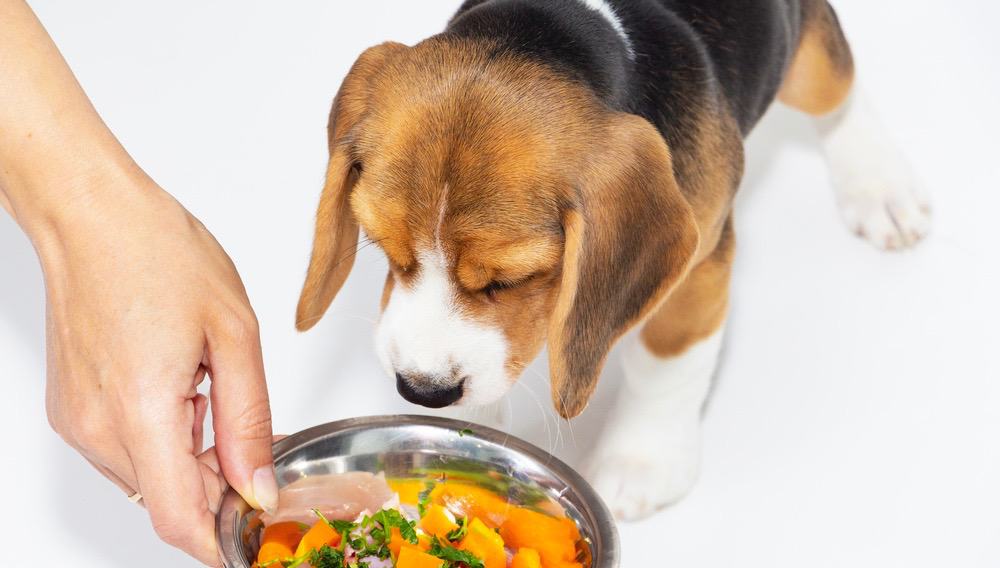 Beagle Puppy Feeding Schedule