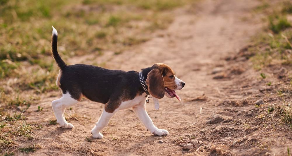 Beagle Puppy Food