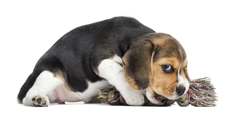 Beagle Puppy Health