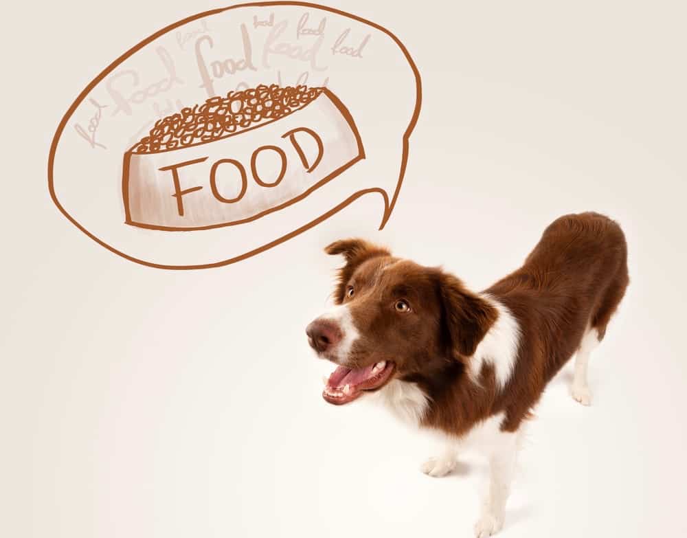 what is the best food for border collies