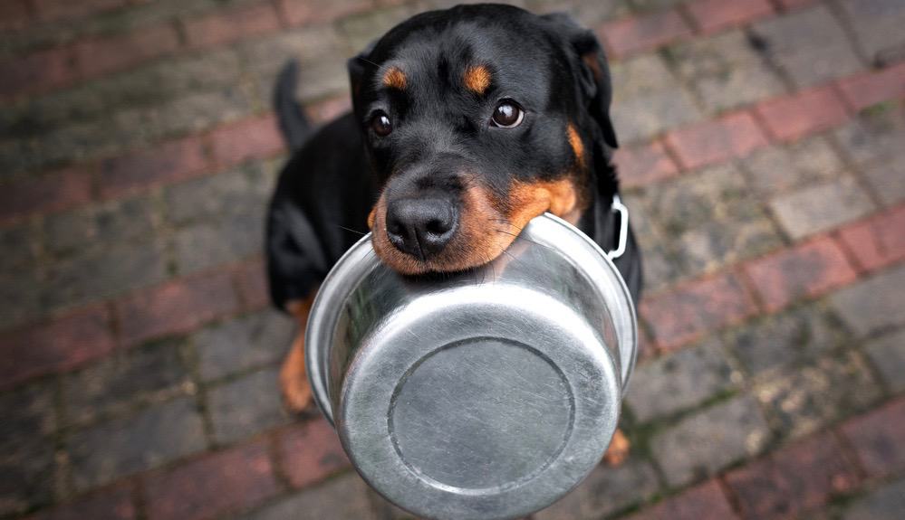 Best Food For Rottweiler