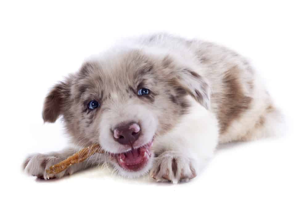 Border Collie Feeding