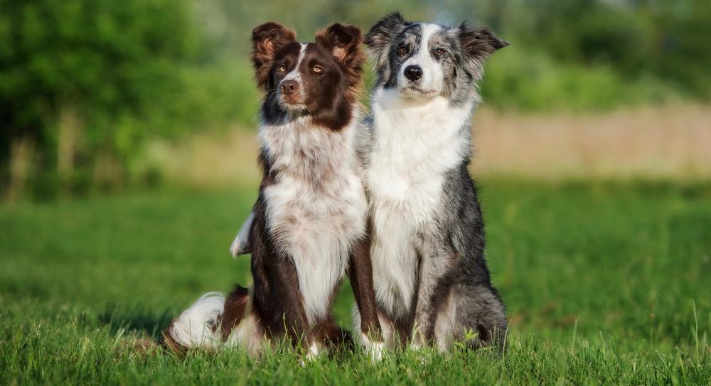 Border Collie Feeding Schedule