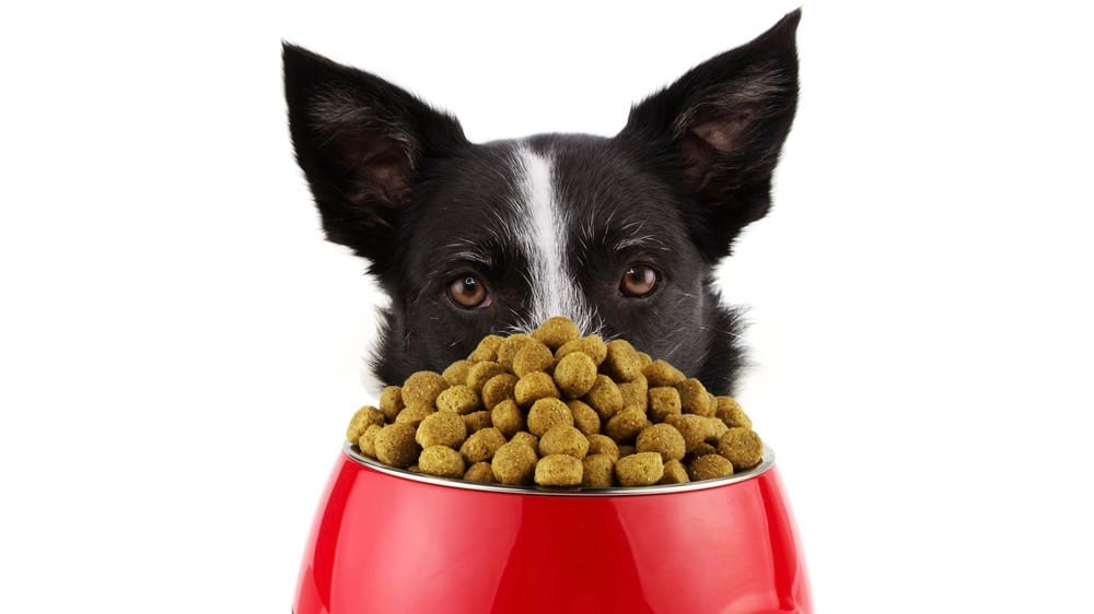 Border Collie Food