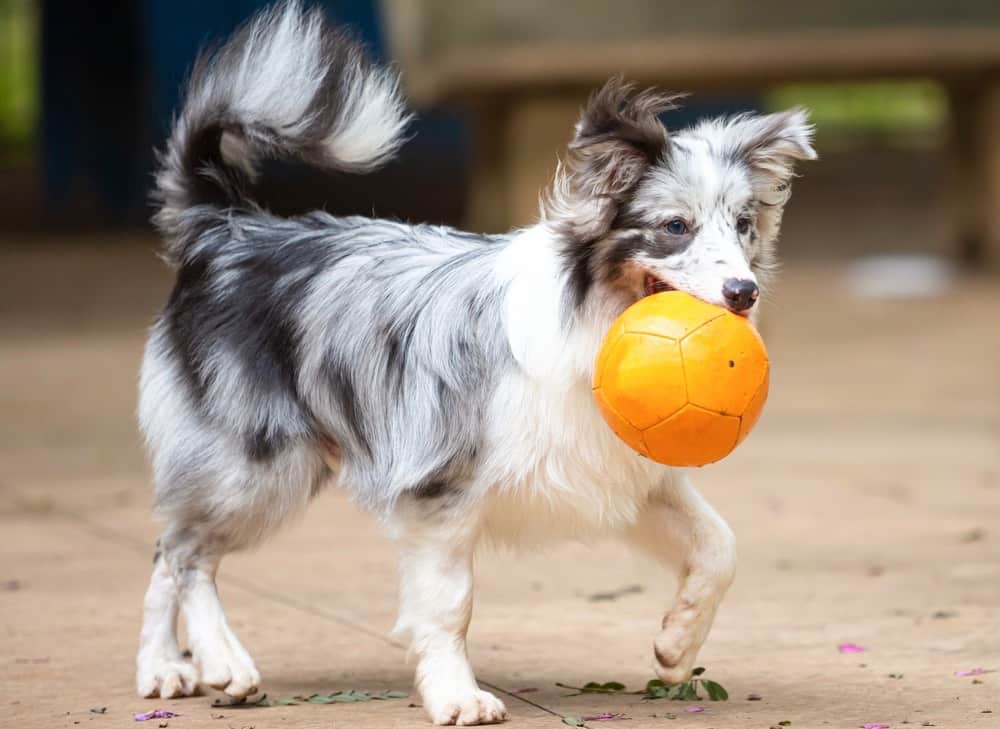 Border Collie Puppy Eating Habits