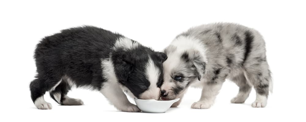 Border Collie Puppy Feeding Chart