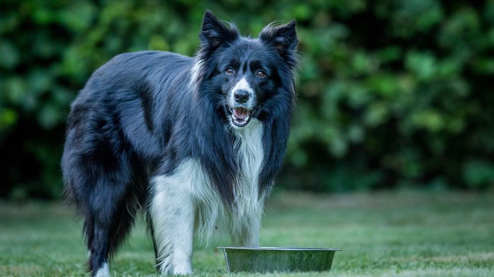 Border Collie Water Drinking