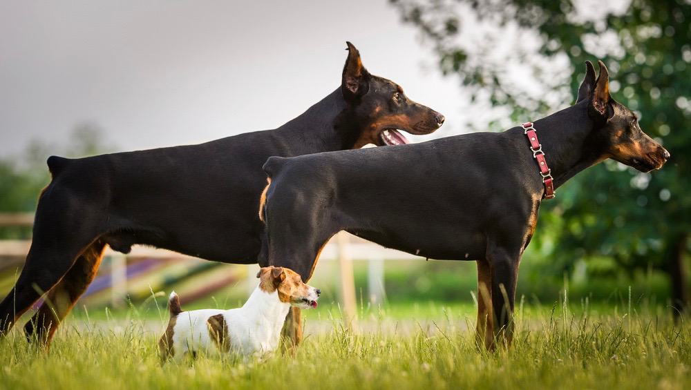 at what age is a doberman pinscher full grown