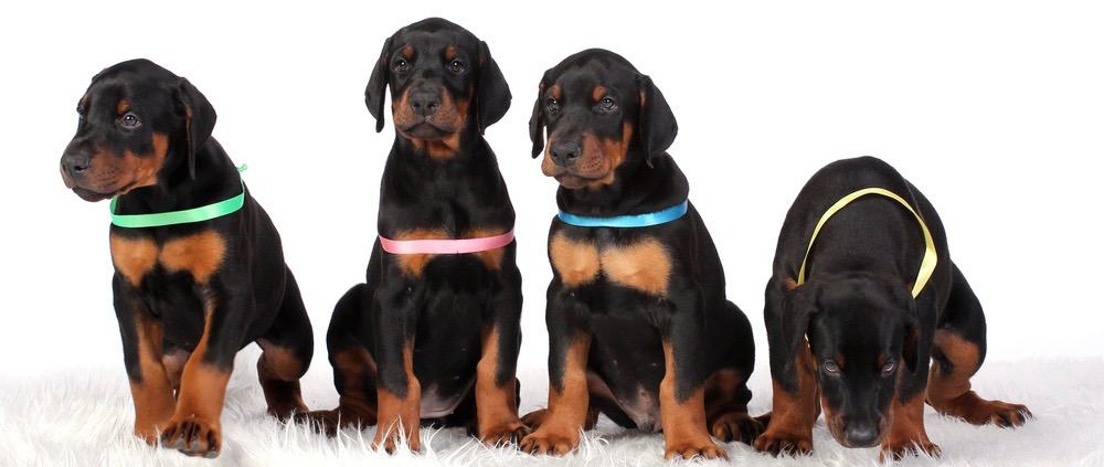 Doberman Pregnancy