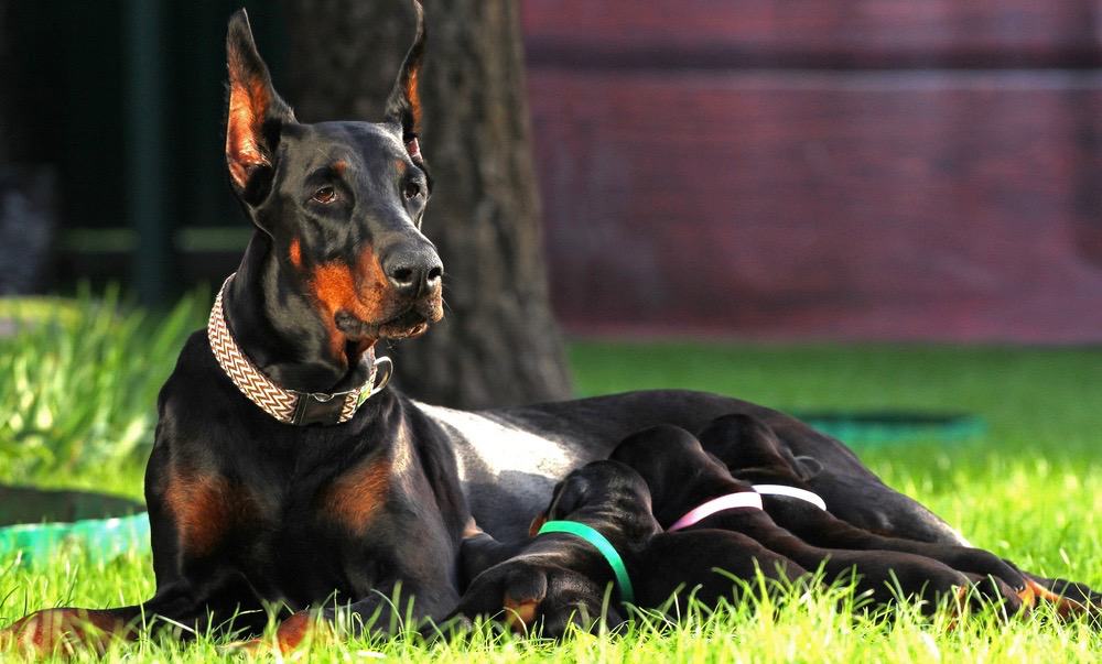 how big should a doberman be at 8 weeks