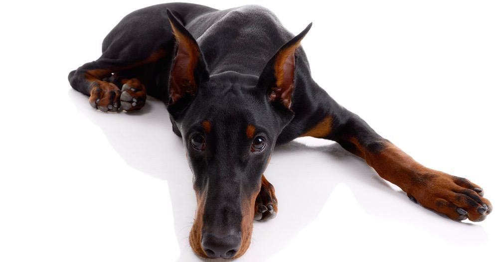 what age do doberman stop growing