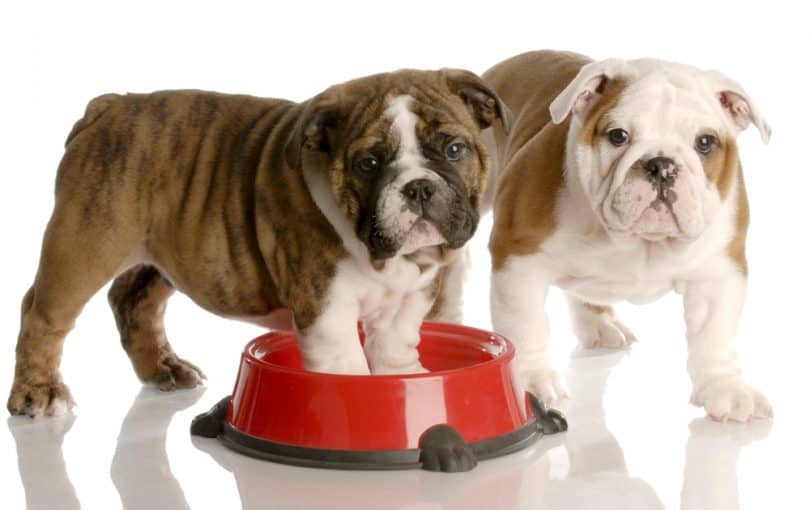How Much To Feed English Bulldog Puppy 4 Week 6 Week