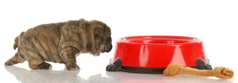 How Much To Feed English Bulldog Puppy | Feeding Chart