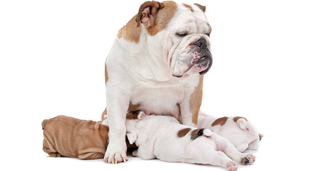 how much should an english bulldog puppy eat