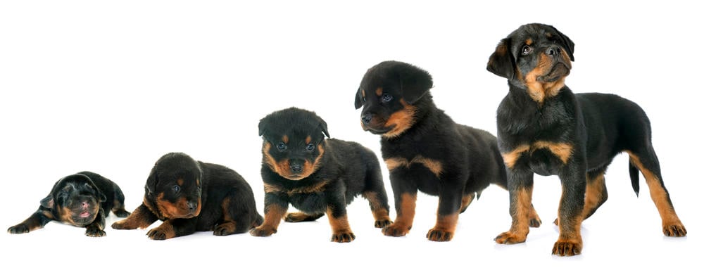 How Much To Feed Rottweiler Puppy | 4 Week - 6 Week - 8 week