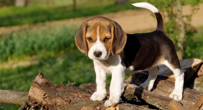 how much should my 1 month old beagle puppy weigh