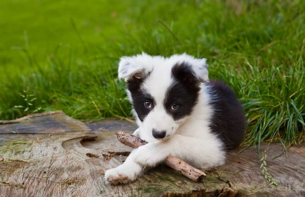 what is the best food for a border collie puppy