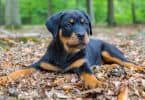 How Much To Feed A Rottweiler Puppy