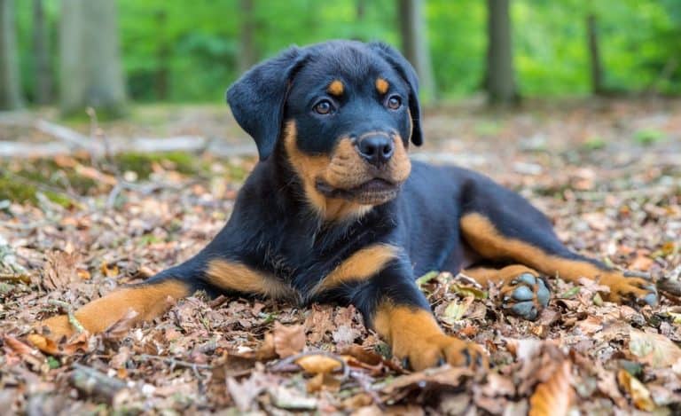 How Much To Feed A Rottweiler Puppy? 2 Week – 4 Week – 6 Week – 8 Week Old Rottweiler Puppies