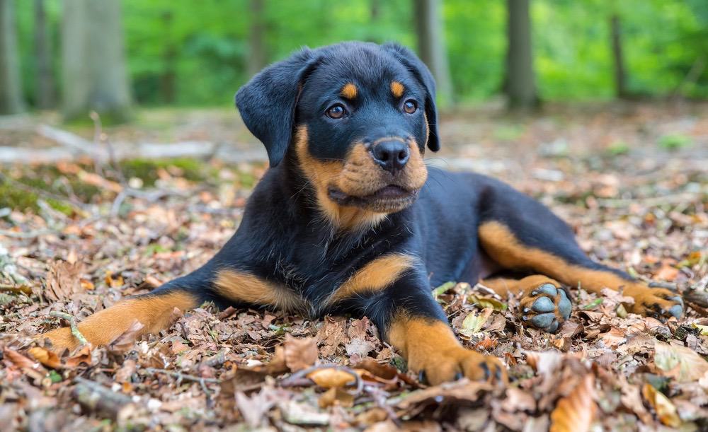 how long should a rottweiler eat puppy food