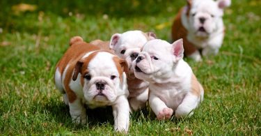 How Much To Feed English Bulldog Puppy
