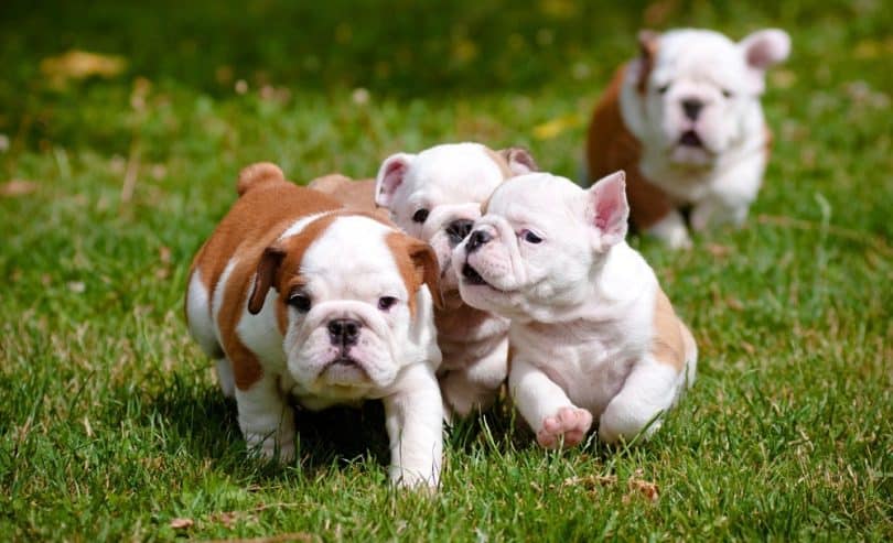 How Much To Feed English Bulldog Puppy