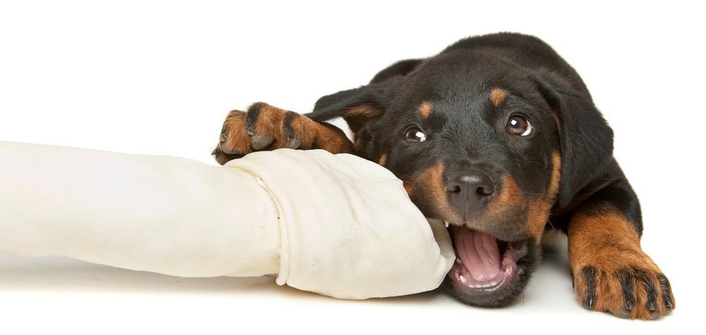 what to avoid when feeding a rottweiler puppy