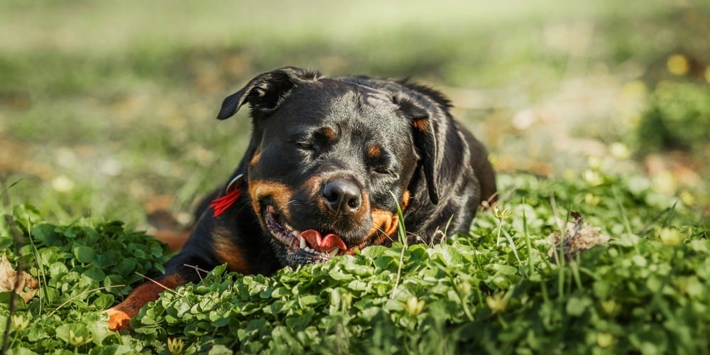 how long should a rottweiler eat puppy food