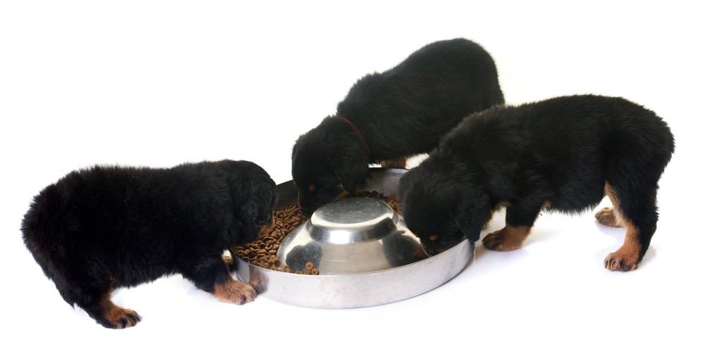 How Much To Feed Rottweiler Puppy | 4 Week - 6 Week - 8 week