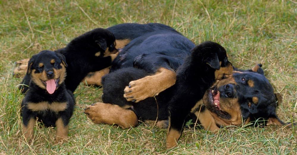 how to feed your rottweiler puppy