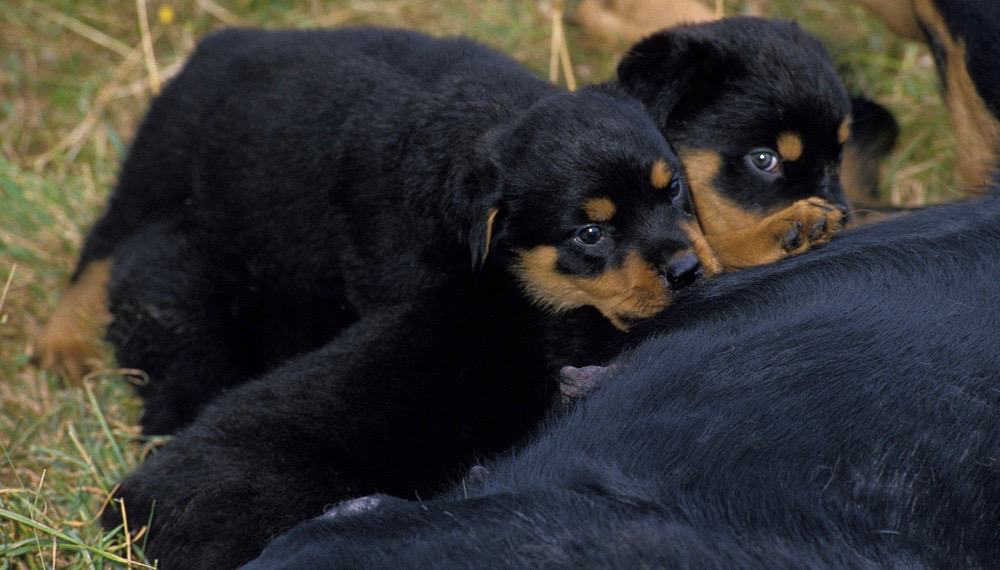 how long should a rottweiler eat puppy food